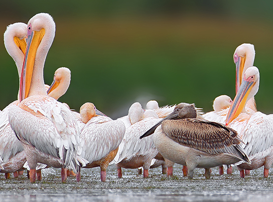Group of pelicans standing in lake