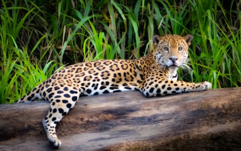 jaguar cat at the zoo