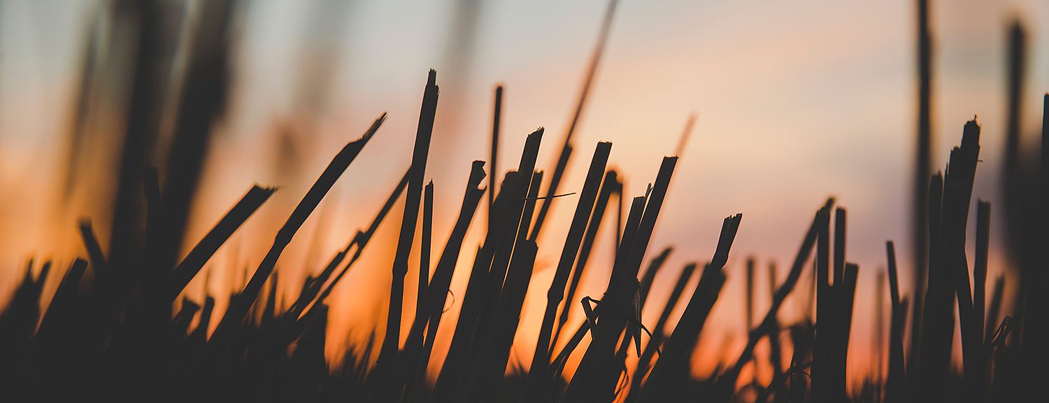 Silhouette of tall grass with sun setting in the back