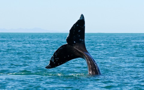 5 Cosas Importantes que Debe Saber Sobre las Ballenas