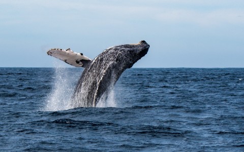 The Annual Migration of the Humpback Whale 
