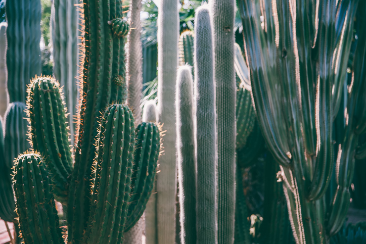 The Cactimundo Tour Much More Than Spiny Stems Pueblo Bonito Resorts