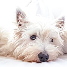 small white dog resting head on bed