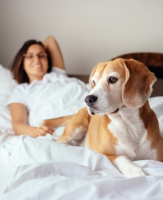 beagle laying in bed with woman 