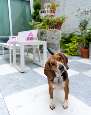 beagle tilting his head at camera