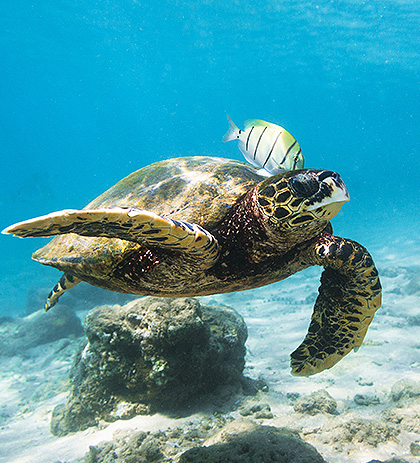 Ecology Image