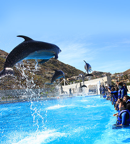 Dolphin Swim Image