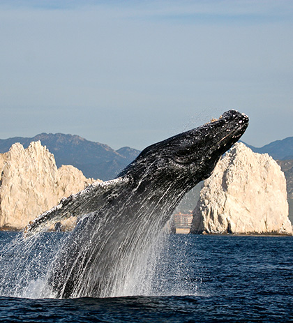 Whale Watching Image