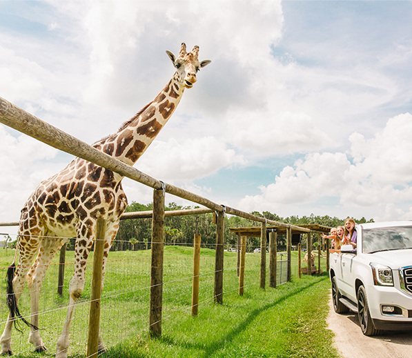 a large giraffe behind a fence with a car driving by