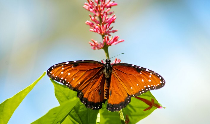 butterfly