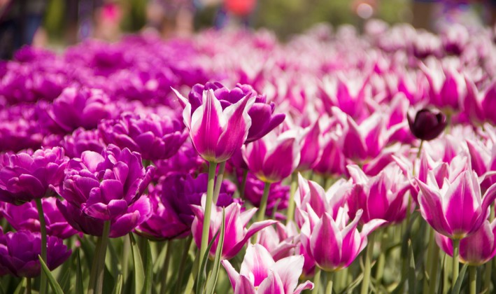 field of pink purple flowers