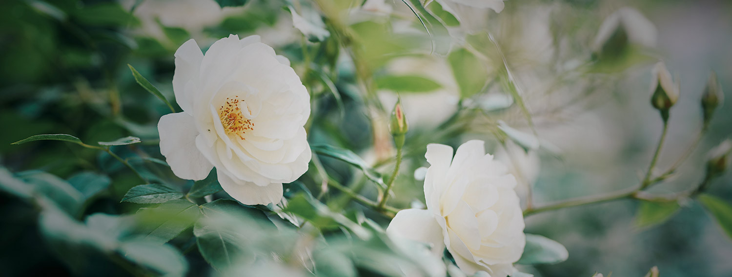 bush of flowers