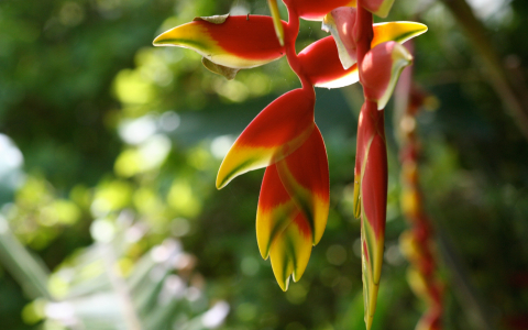 Close up of bright red tropical plant