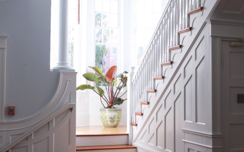 Tropical plant by window on white staircase