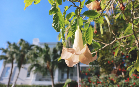 Close up of white flower hanging from tree