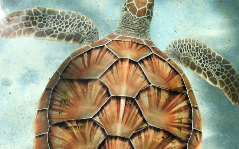 Top view of a sea turtle 