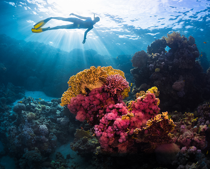 View of a Coral reef and a person scubadiving