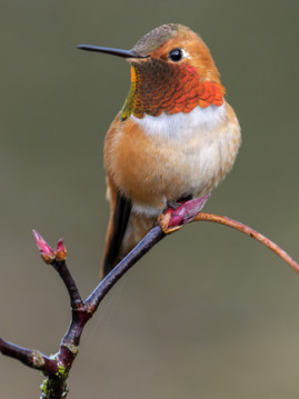 The Hummingbirds Return