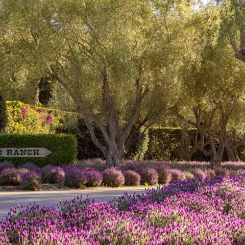 san ysidro entrance surrounded by lavender