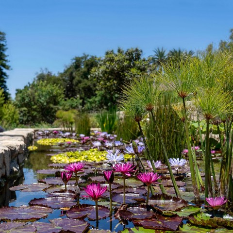 san ysidro pond with water lillies