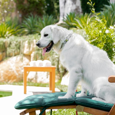 dog on green and wood chair