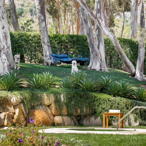 Dog sitting on grass with surrounding trees, plants and a hot tub
