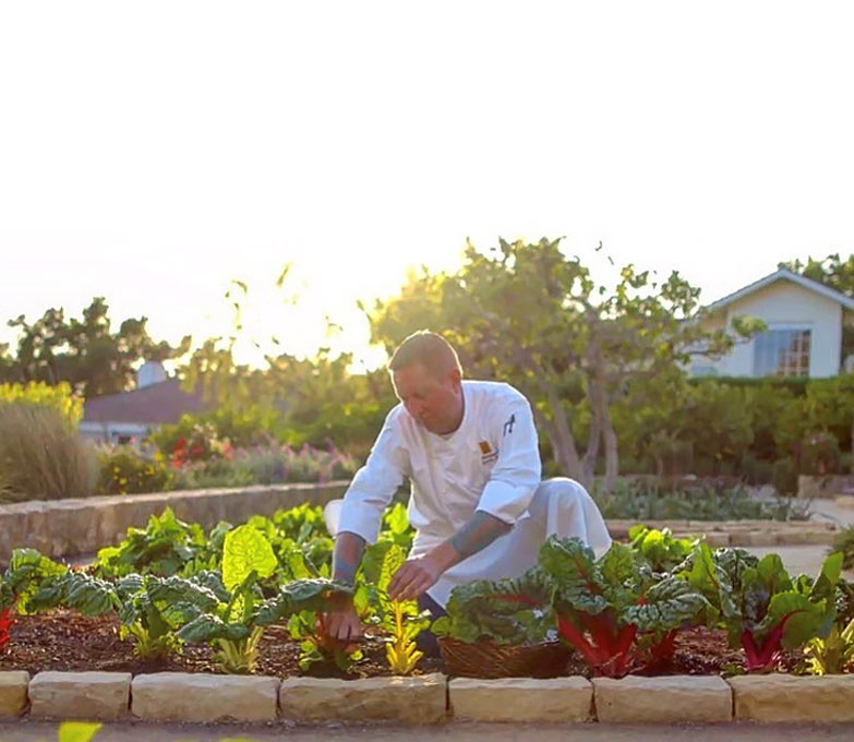 chef matt johnson picking herbs in the garden