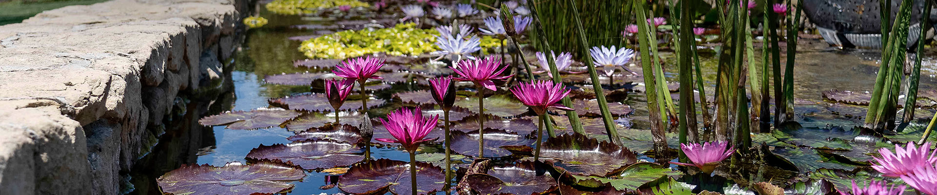 water lilies in a pond