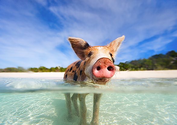 Swimming with Pigs Inset