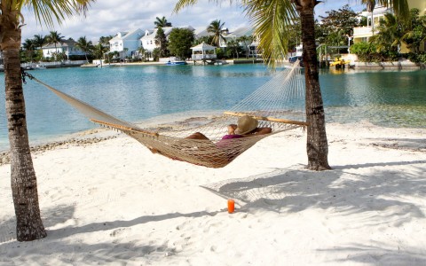 hammock under palm trees