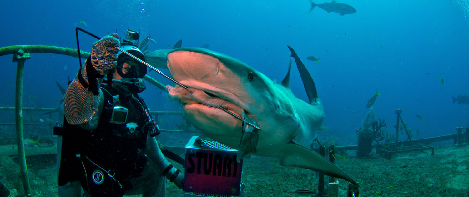 Share the Sea with Sharks