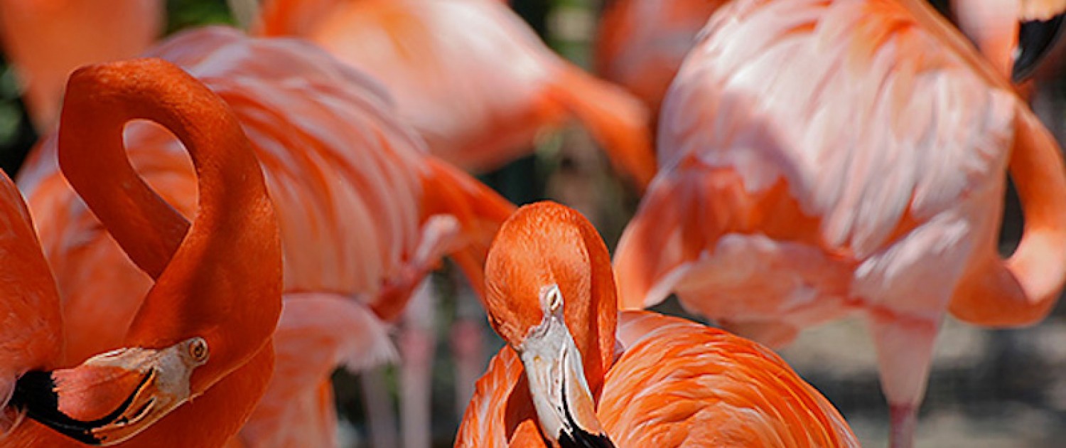 The Famous Flamingos of the Ardastra Gardens, Zoo, and Conservation Center