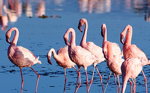 Flamingos walking in water 