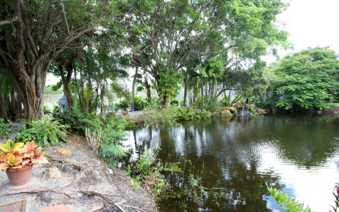 Pond surrounded by trees 