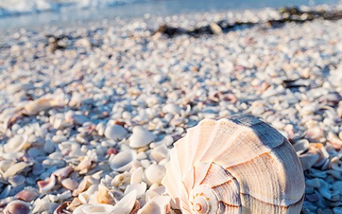Sanibel Florida Hotel Blog Island Beach Resort Sanibel S Best Shells