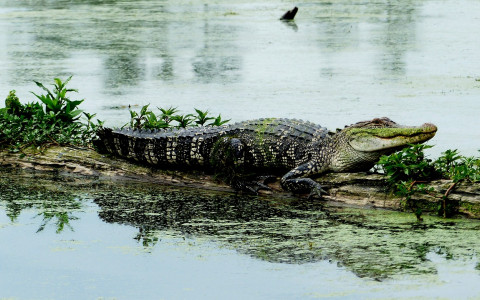Alligator on a log in a swamp