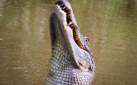 alligator sticking head up out of water