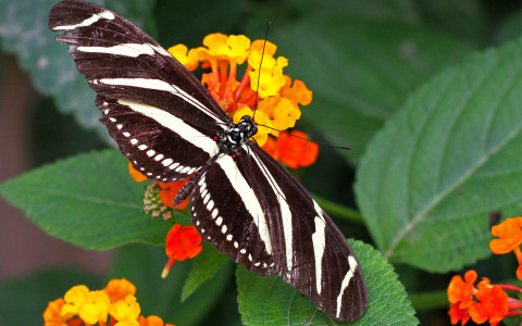 butterfly 56a7d2bf4b8cc