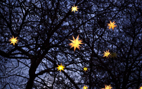 lights in tree at night