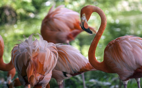 flamingo 56736bb036e72