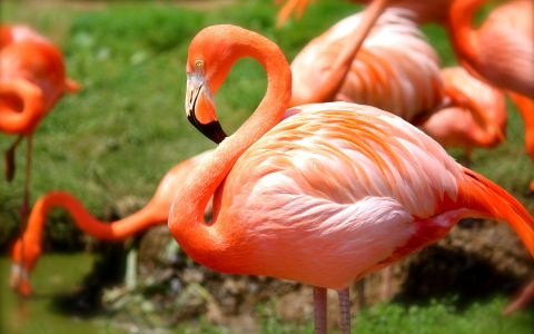 flamingos