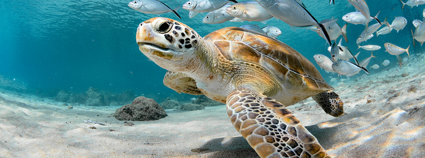 Closeup of an amazing turtle