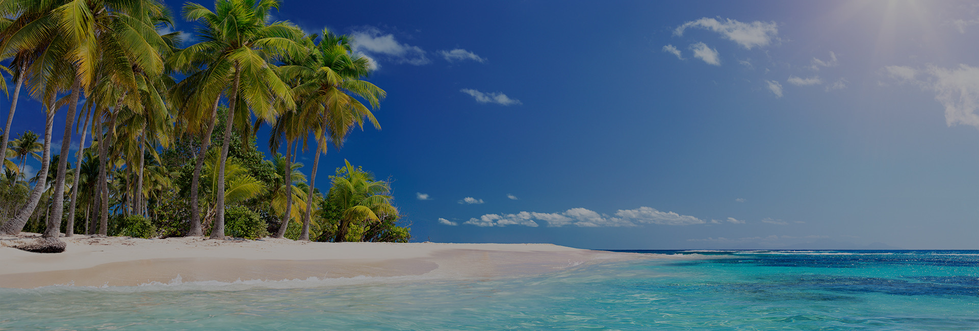 beautiful bright sandy beach with palm trees