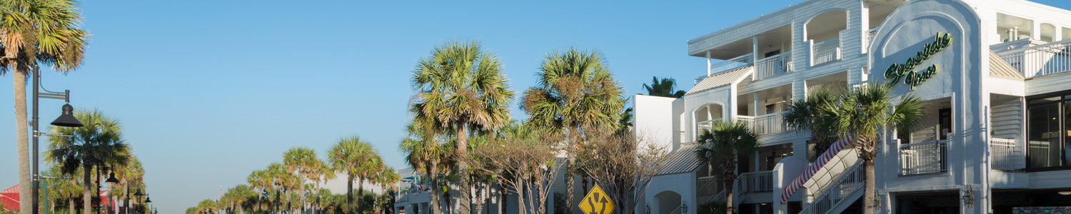 palm trees view