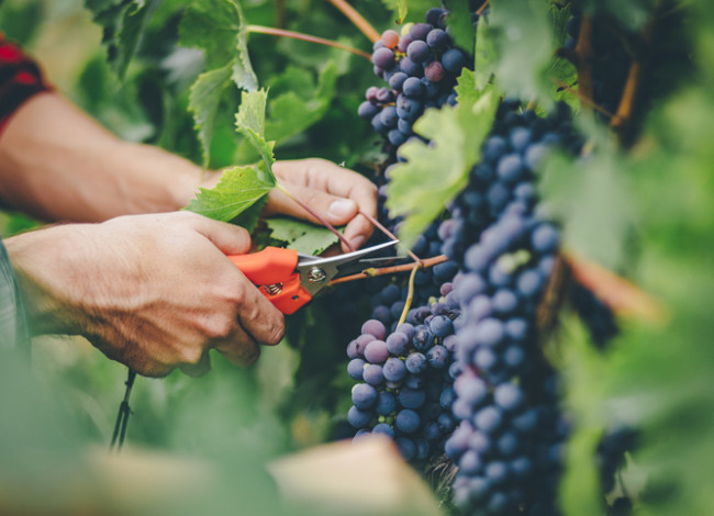 man harvesting grapes in vineyard
