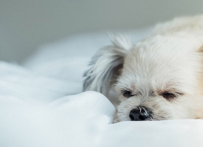 sedonarouge ourhotel pet friendly