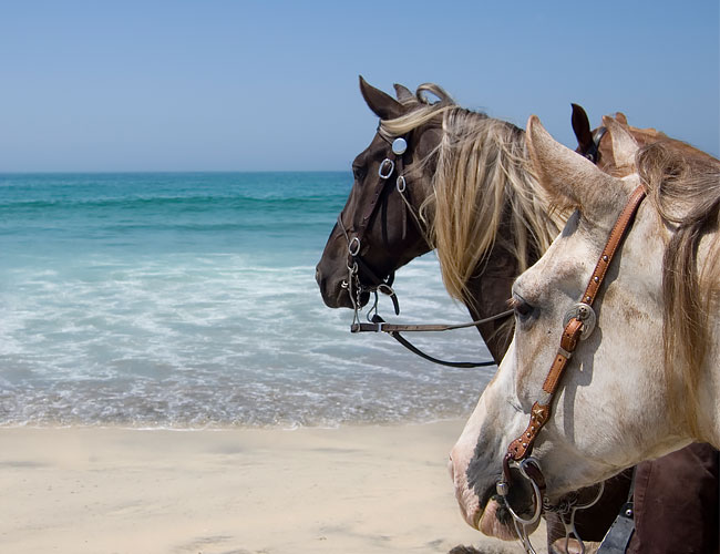 Two horses on the beach
