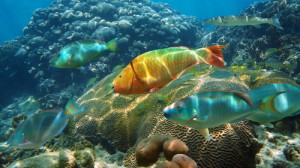 Bight Reef