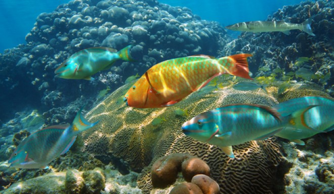 Bight Reef