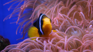clown fish